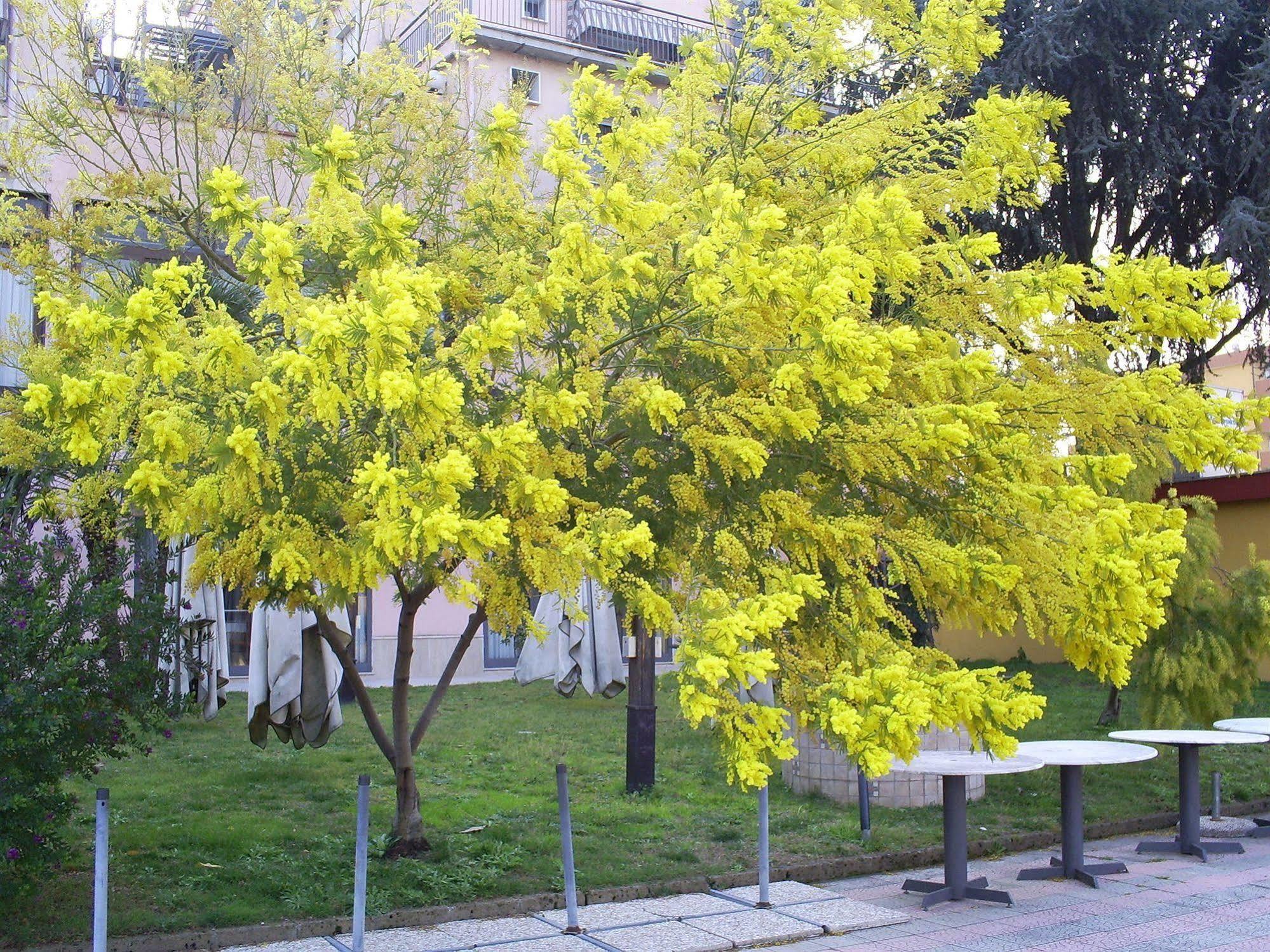 Pisani Hotel San Nicola La Strada المظهر الخارجي الصورة